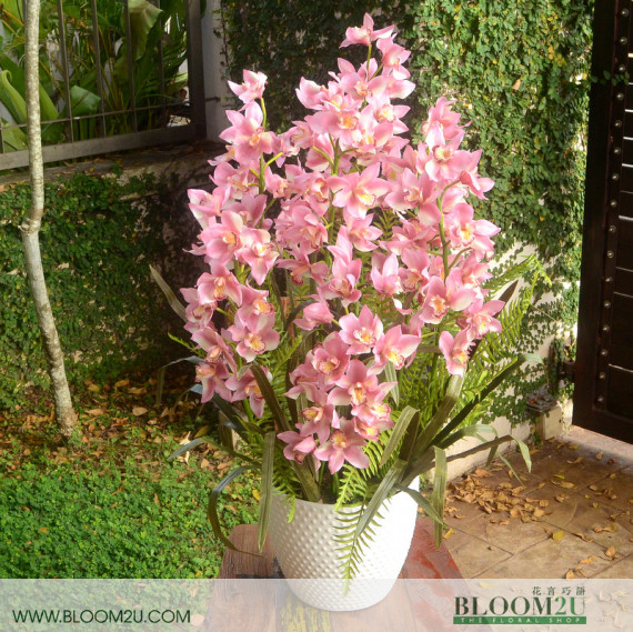Pink Cymbidium Orchid Delivery