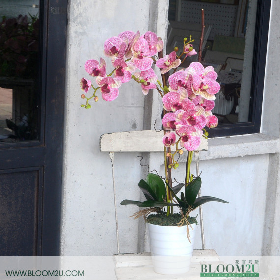 Phalaenopsis Orchid Delivery