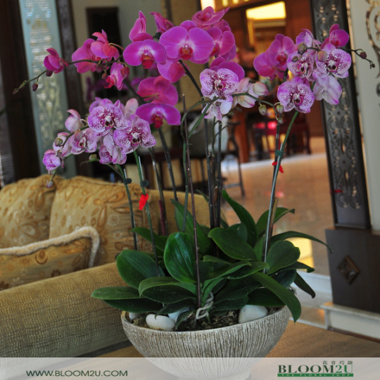 Orchids Arrangment