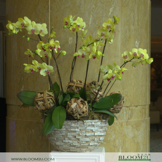 Orchid Flower Arrangement