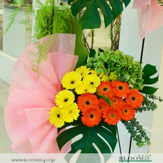Opening Flower Stand Hydrangea