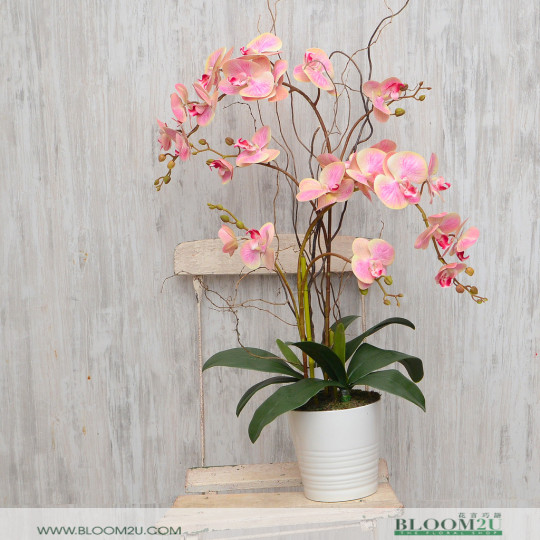 phalaenopsis orchids