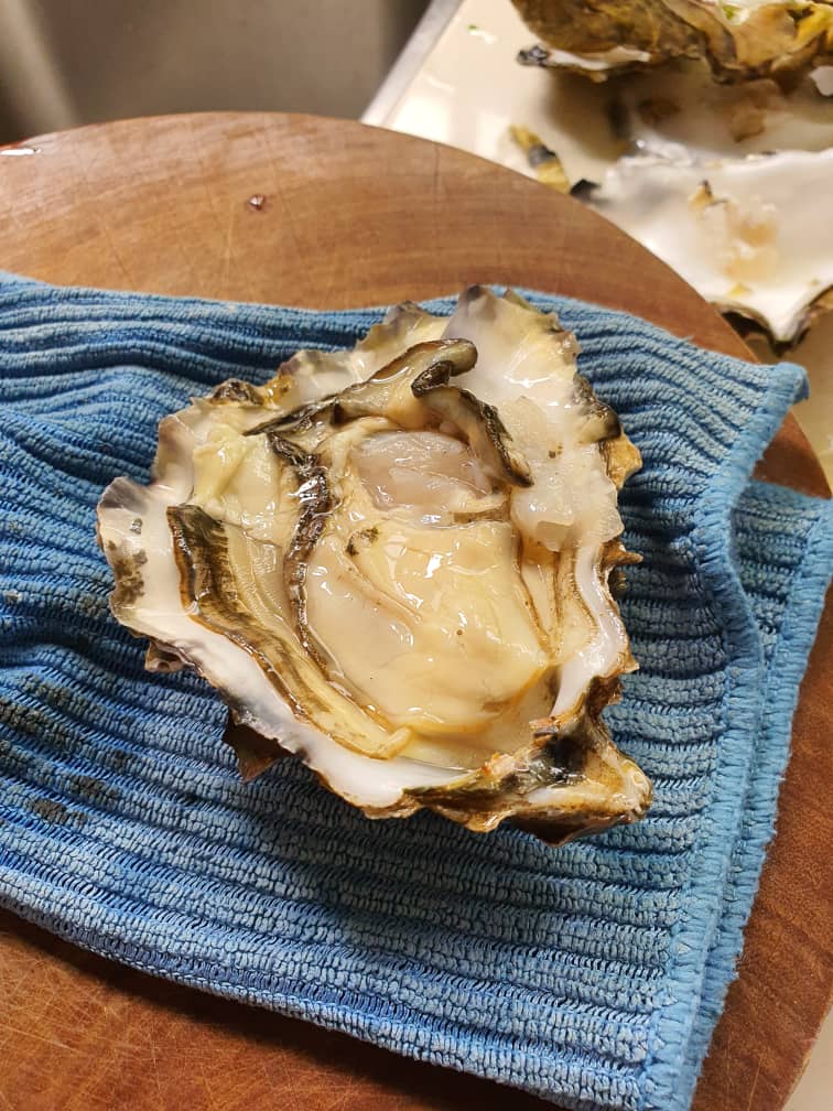 Live oyster from Seattle